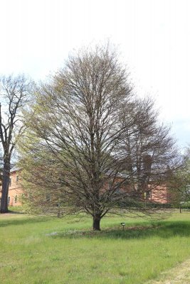 Fagus sylvatica 'Asplenifolia' - buk lesní (118) - celek jaro